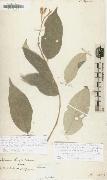 Alexander von Humboldt Solanum citrifolium oil on canvas